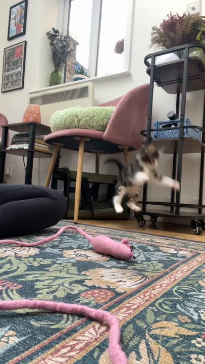 Pets UGC video